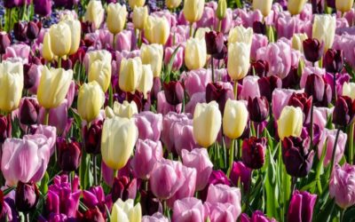 Spring Flowering Bulbs