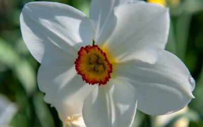 Narcissus Pheasant’s Eye