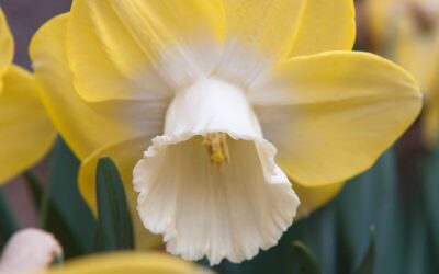 Narcissus Pipit