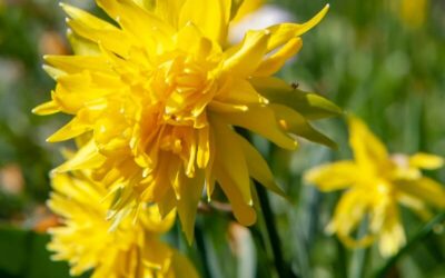 Narcissus Rip van Winkle