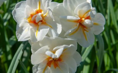 Narcissus Sir Winston Churchill
