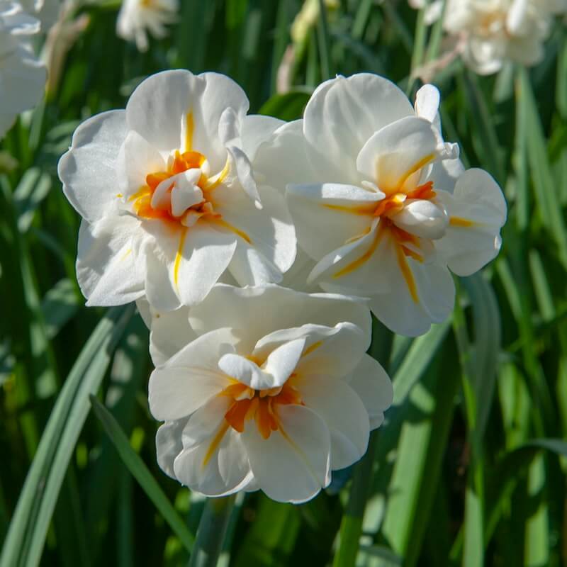 Narcissus Sir Winston Churchill Cropped Narcissus Sir Winston Churchill Cropped