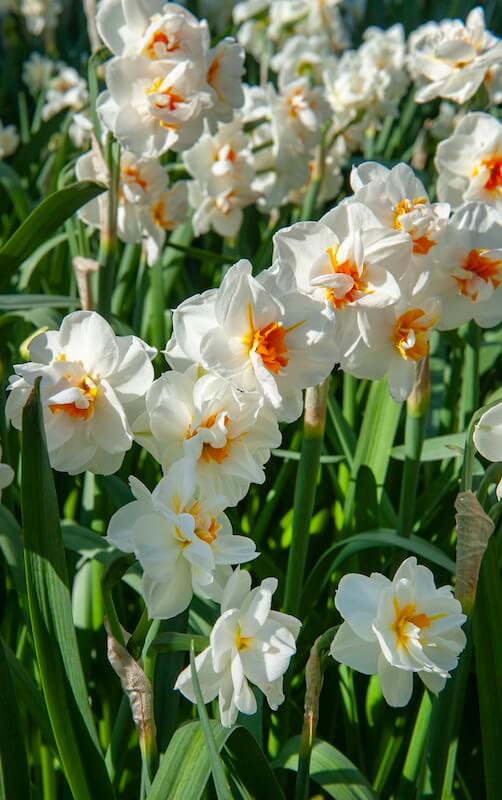 Narcissus Sir Winston Churchill Double Flowers Mass Planting Narcissus Sir Winston Churchill Double Flowers Mass Planting