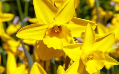 Narcissus Sweetness