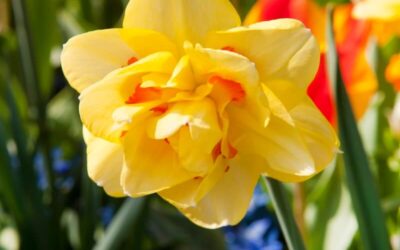Narcissus Tahiti