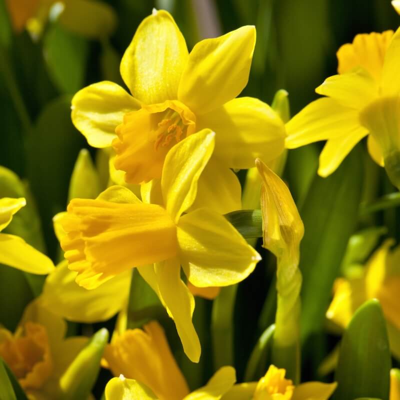 Narcissus Tete a Tete 10 Cropped Narcissus Tete a Tete 10 Cropped