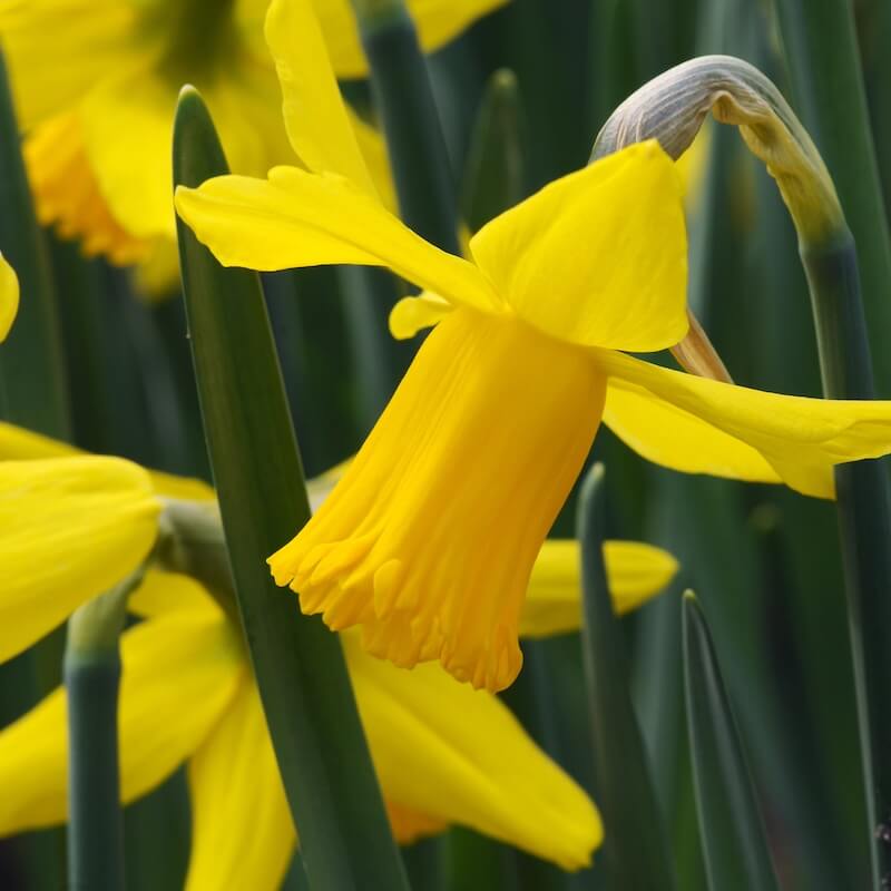 Narcissus February Gold