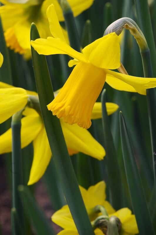 Narcissus February Gold