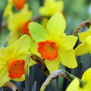 Narcissus Red Devon