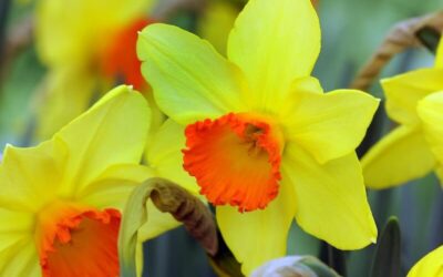 Narcissus Red Devon
