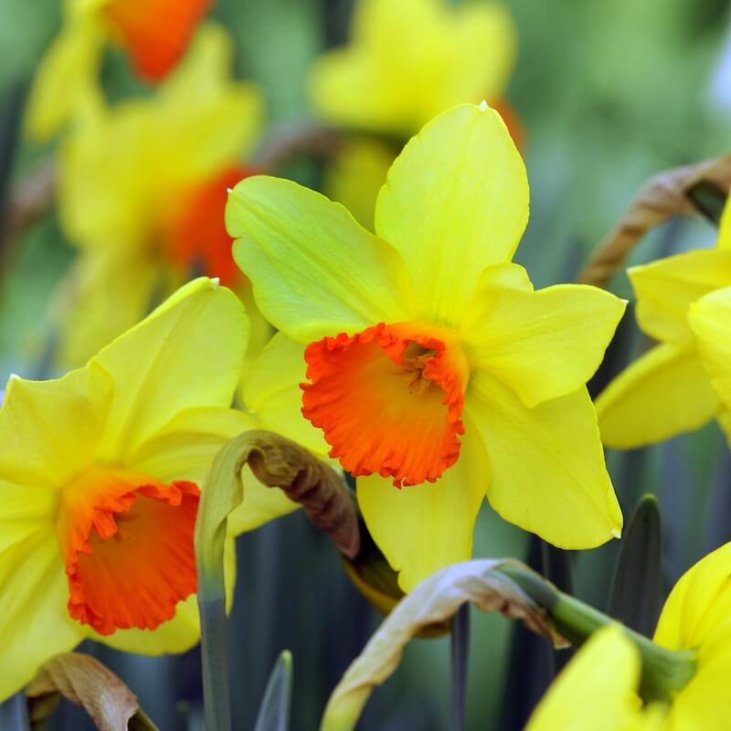 Narcissus Red Devon