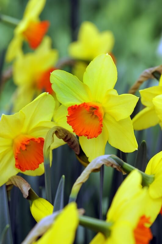 Narcissus Red Devon