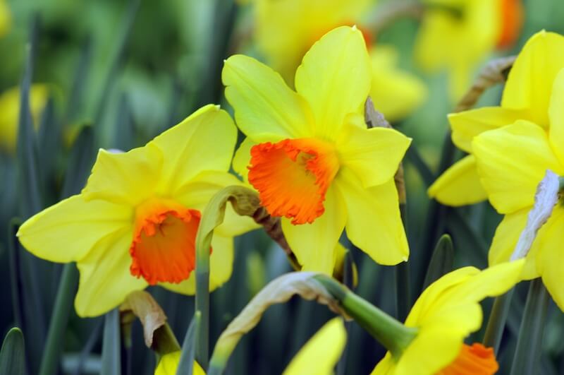 Narcissus Red Devon