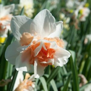 Narcissus Replete