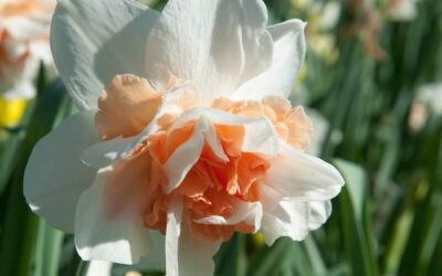 Narcissus Replete