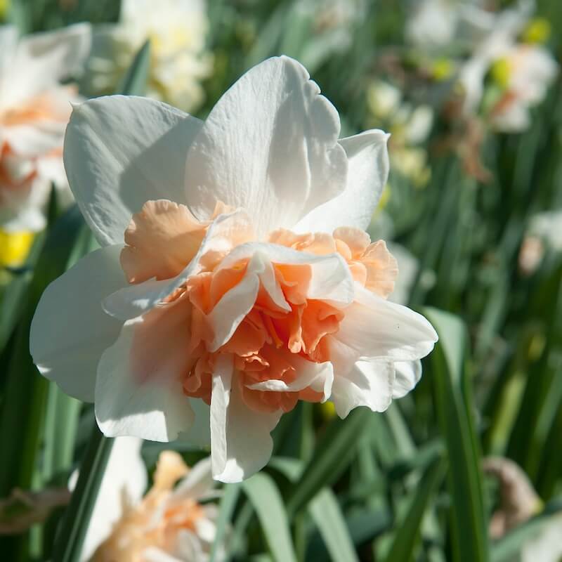 Narcissus Replete Cropped Narcissus Replete