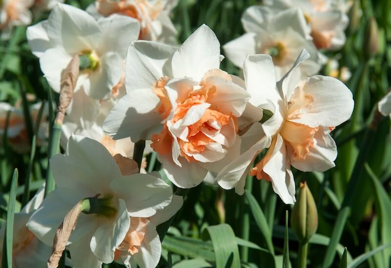 Narcissus Replete Flowering Narcissus Replete