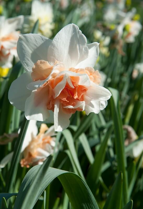 Narcissus Replete Single Flower Narcissus Replete