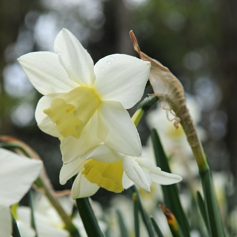 Narcissus Sailboat Cropped Narcissus Sailboat