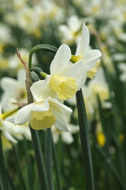 Narcissus Sailboat Flowering Narcissus Sailboat