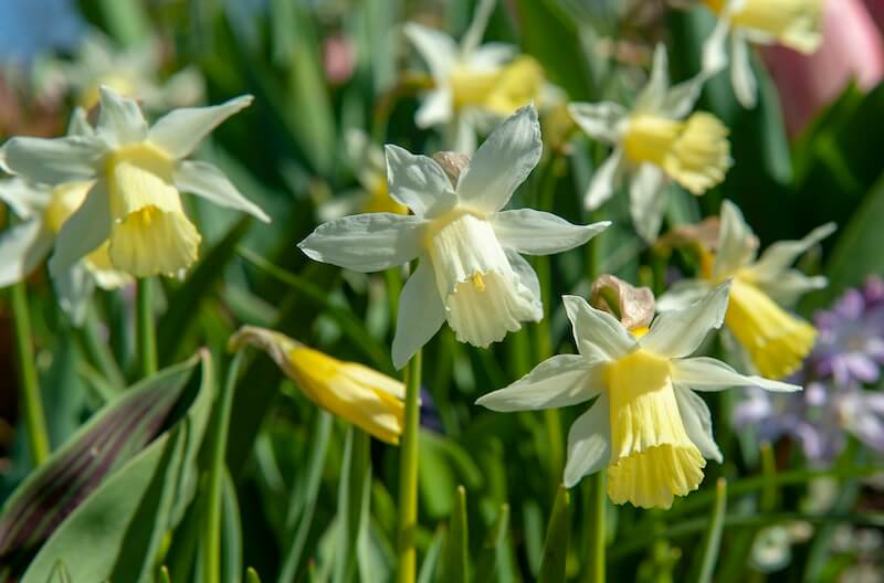 Narcissus Sailboat Flowers Narcissus Sailboat