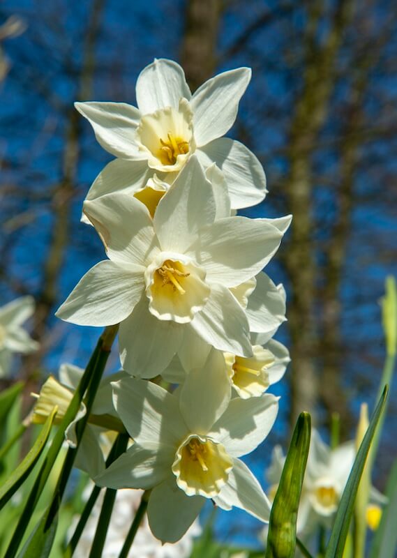 Narcissus Sailboat Multiple Flowers Narcissus Sailboat