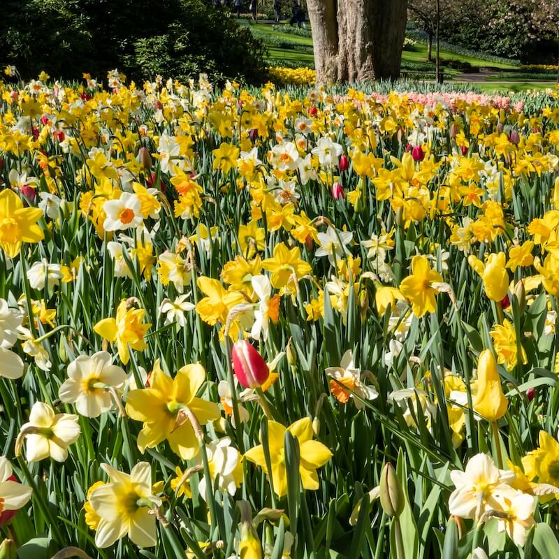 Best Bulbs For Spring Colour Mixed Narcissus and Tulips