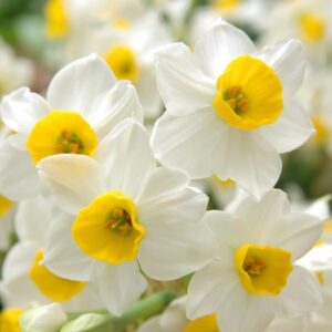 Narcissus canaliculatus