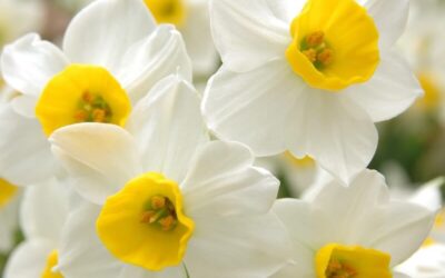 Narcissus canaliculatus