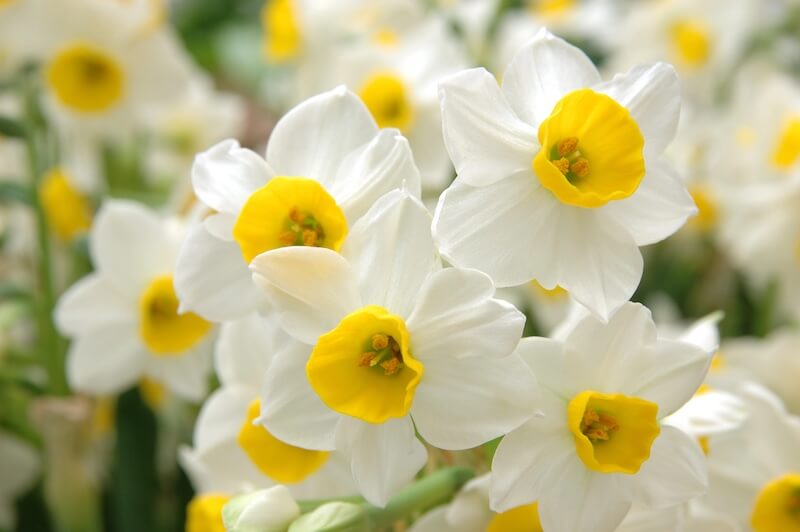 Narcissus Canaliculatus Flowers Narcissus canaliculatus