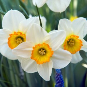 Narcissus Flower Record