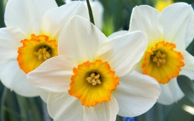 Narcissus Flower Record