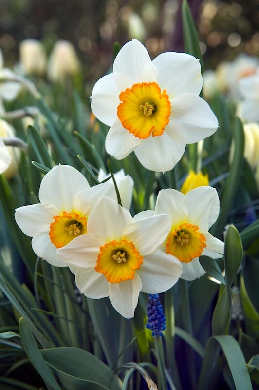 Narcissus Flower Record Flowering Narcissus Flower Record