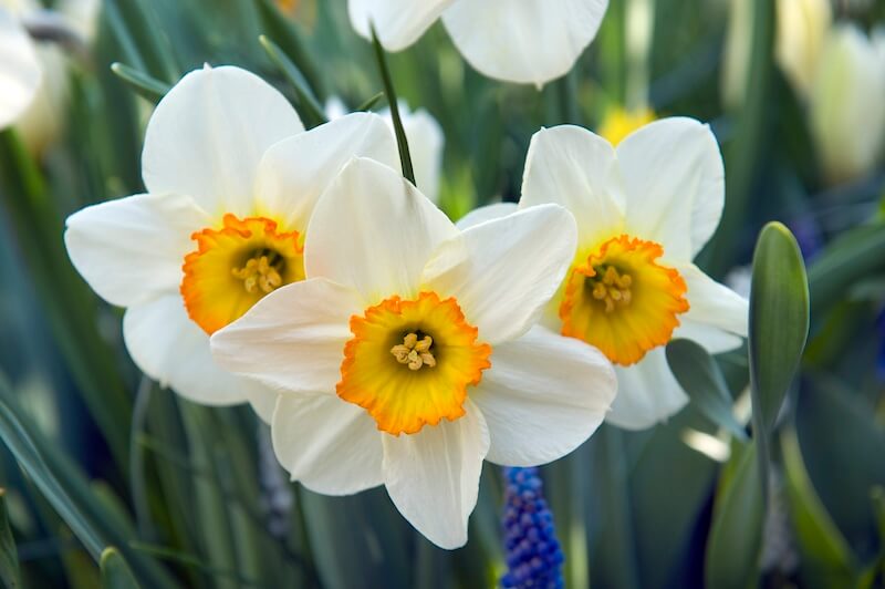 Narcissus Flower Record Flowers Narcissus Flower Record