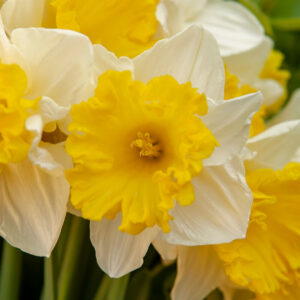 Narcissus Las Vegas