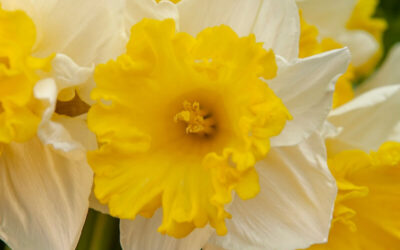 Narcissus Las Vegas
