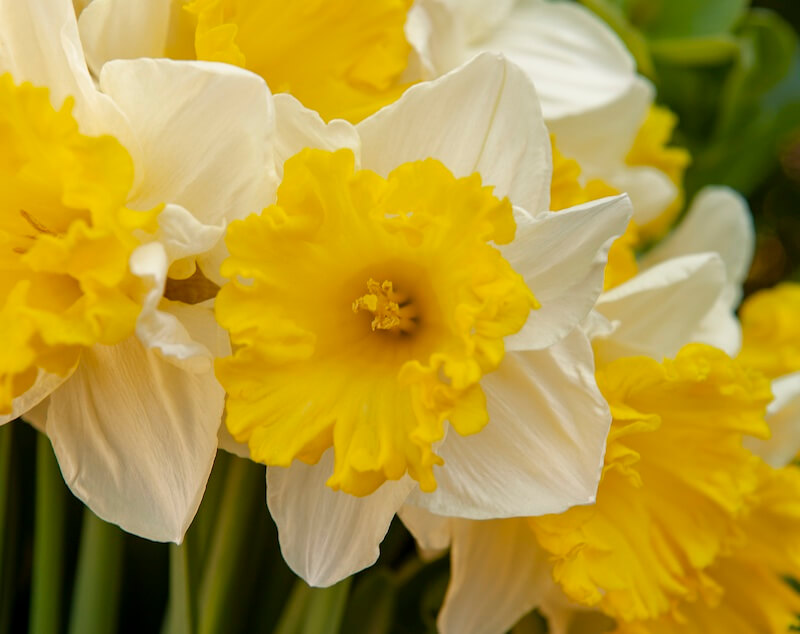 Narcissus Las Vegas Flower Close Up Narcissus Las Vegas