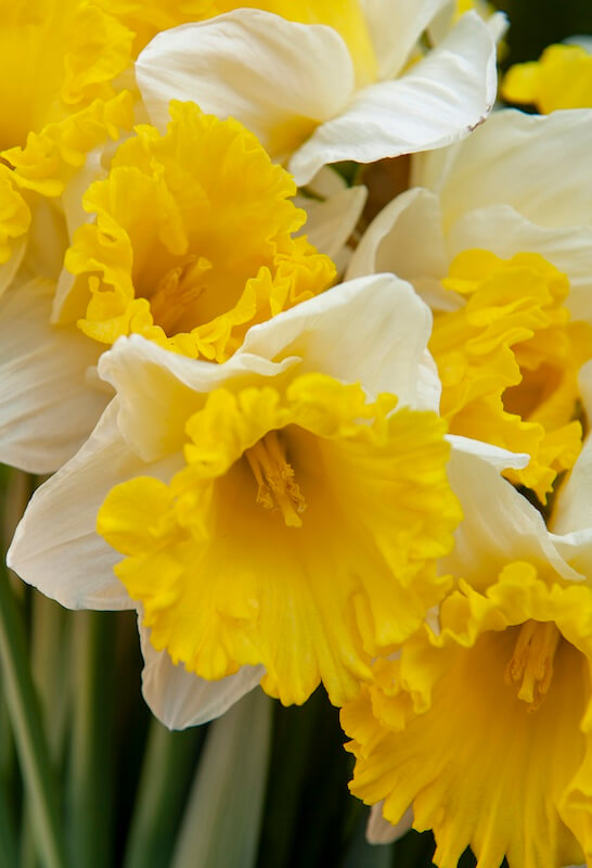 Narcissus Las Vegas Flowers Narcissus Las Vegas