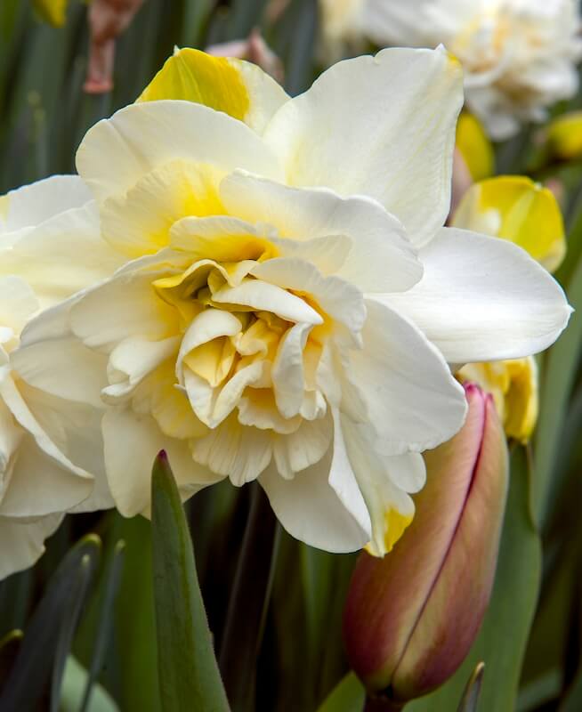 Narcissus Manly Flower Narcissus Manly