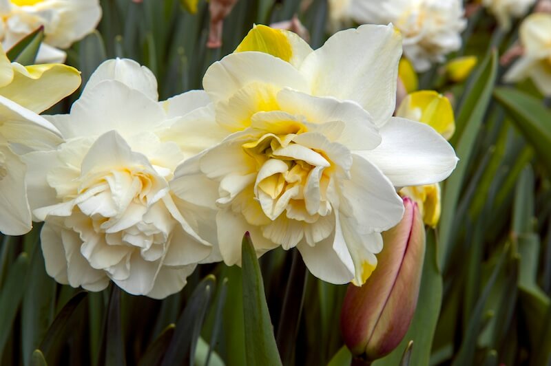 Narcissus Manly Flowers Narcissus Manly