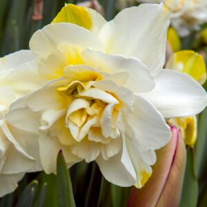 Narcissus Manly