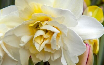 Narcissus Manly