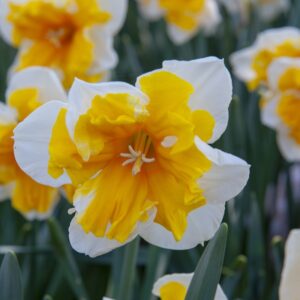 Narcissus Orangery