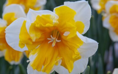 Narcissus Orangery