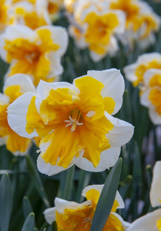 Narcissus Orangery Narcissus Orangery