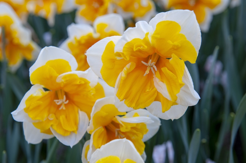 Narcissus Orangery Narcissus Orangery