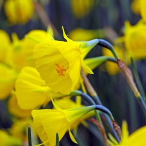 Narcissus Oxford Gold