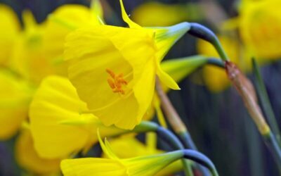 Narcissus Oxford Gold