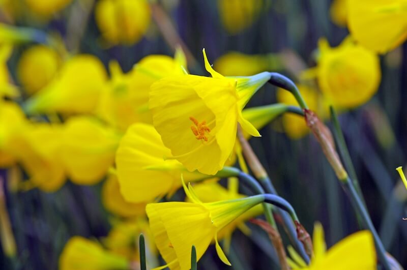 Narcissus Oxford Gold Flower Narcissus Oxford Gold