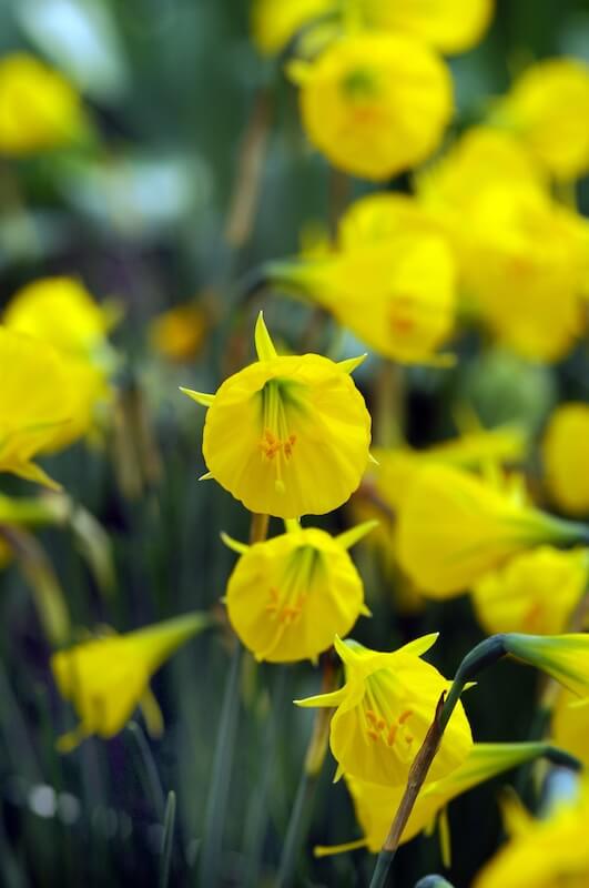 Narcissus Oxford Gold Flowers Blurred Background Narcissus Oxford Gold